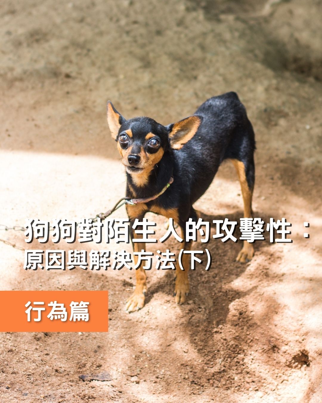 狗狗對陌生人的攻擊性：解決狗狗攻擊性的方法 (下)